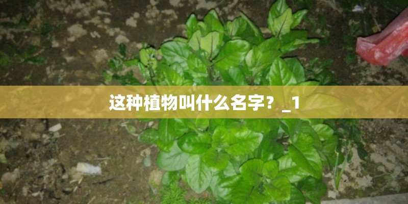 这种植物叫什么名字？_1