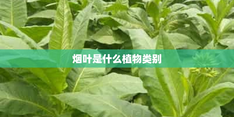 烟叶是什么植物类别