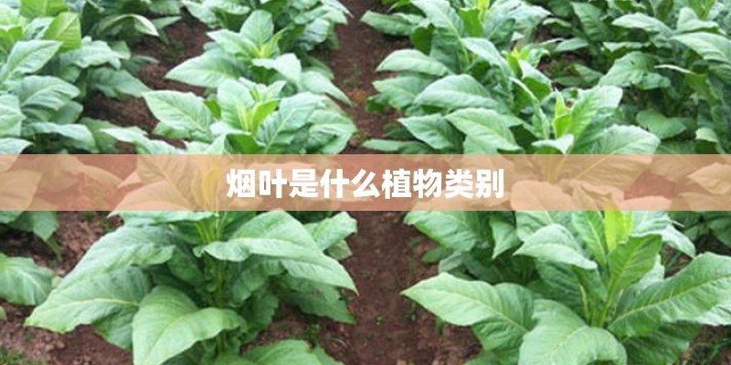 烟叶是什么植物类别