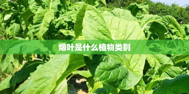 烟叶是什么植物类别