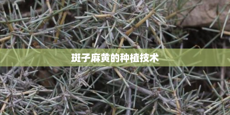 斑子麻黄的种植技术