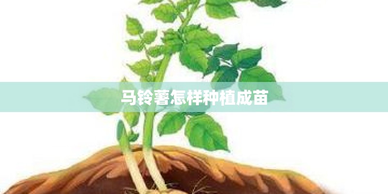 马铃薯怎样种植成苗