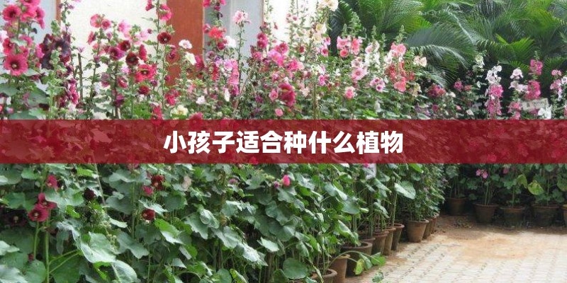 小孩子适合种什么植物
