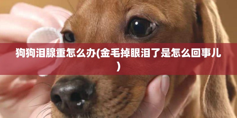 狗狗泪腺重怎么办(金毛掉眼泪了是怎么回事儿)