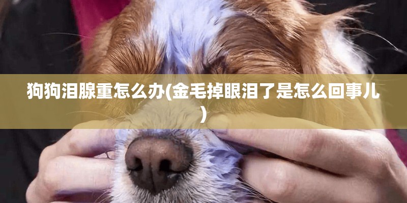 狗狗泪腺重怎么办(金毛掉眼泪了是怎么回事儿)