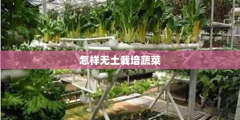 怎样无土栽培蔬菜
