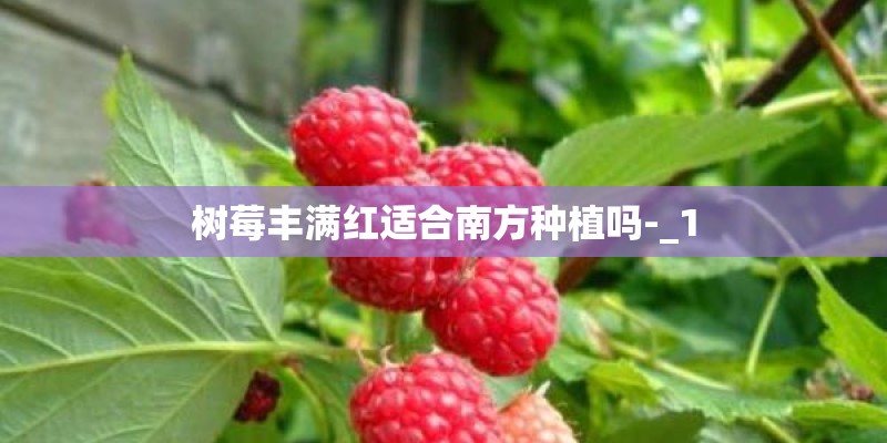 树莓丰满红适合南方种植吗-_1