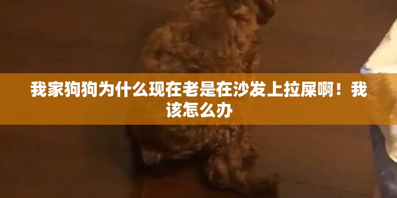 我家狗狗为什么现在老是在沙发上拉屎啊！我该怎么办