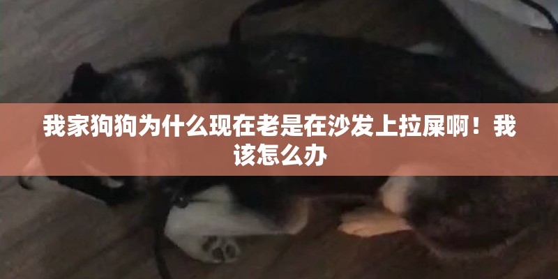 我家狗狗为什么现在老是在沙发上拉屎啊！我该怎么办