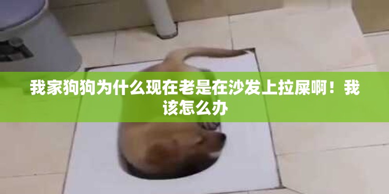 我家狗狗为什么现在老是在沙发上拉屎啊！我该怎么办