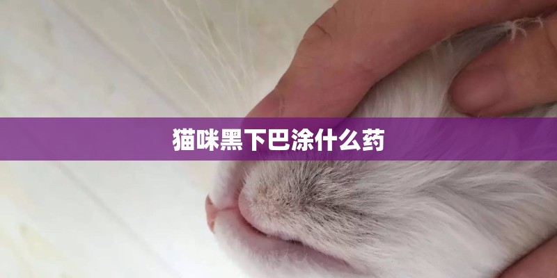 猫咪黑下巴涂什么药
