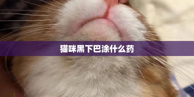 猫咪黑下巴涂什么药
