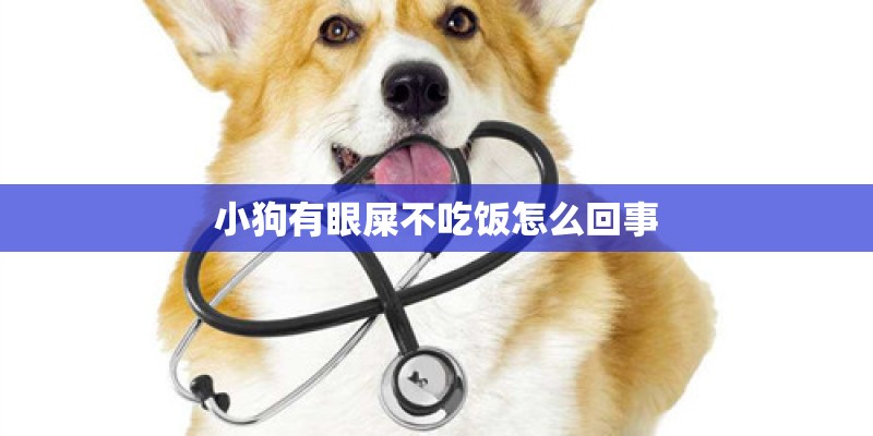 小狗有眼屎不吃饭怎么回事