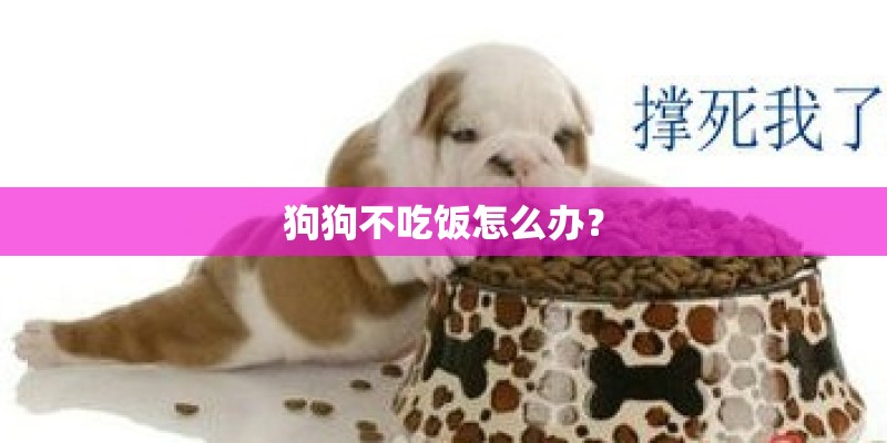 狗狗不吃饭怎么办？