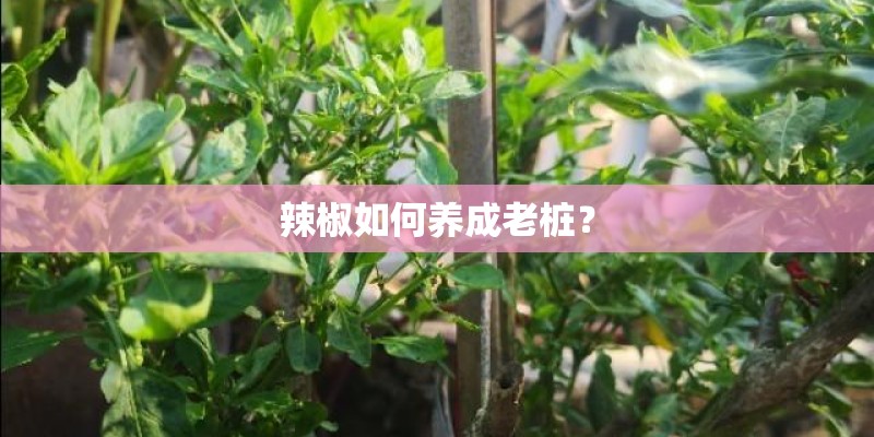 辣椒如何养成老桩？