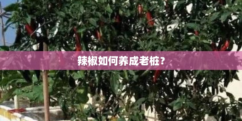辣椒如何养成老桩？