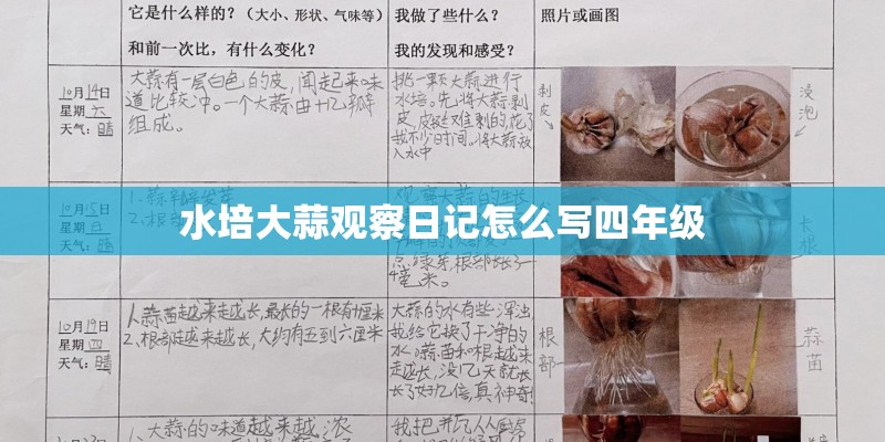 水培大蒜观察日记怎么写四年级