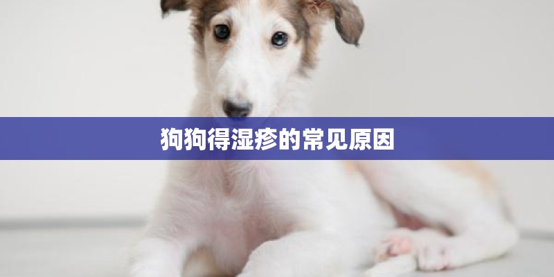 狗狗得湿疹的常见原因