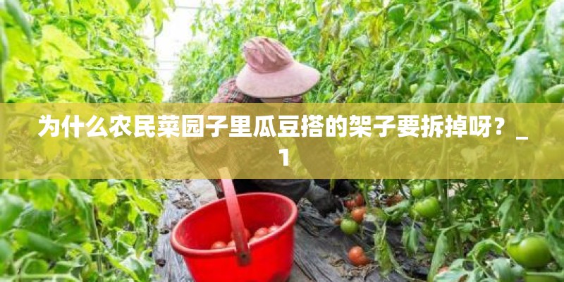 为什么农民菜园子里瓜豆搭的架子要拆掉呀？_1