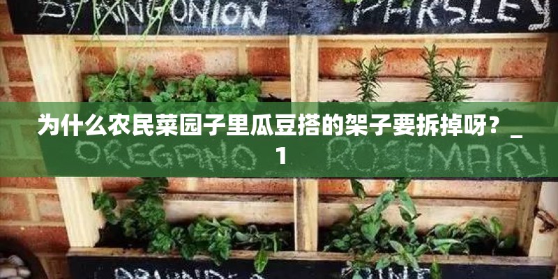 为什么农民菜园子里瓜豆搭的架子要拆掉呀？_1