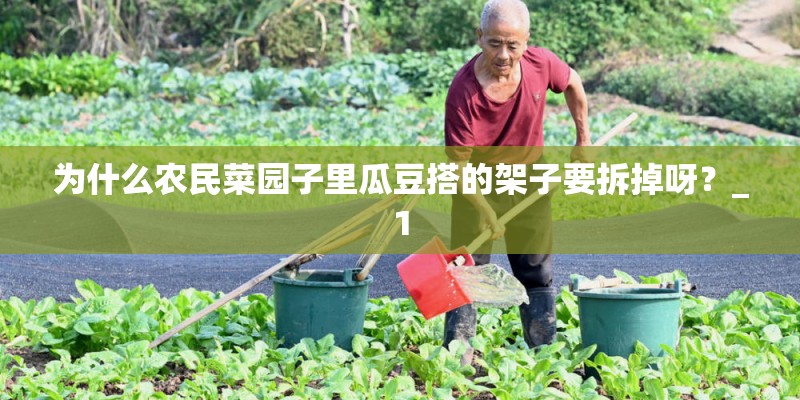为什么农民菜园子里瓜豆搭的架子要拆掉呀？_1
