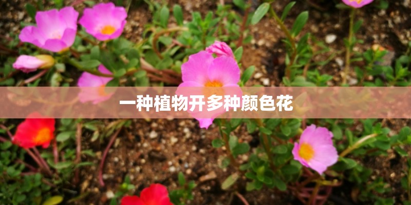 一种植物开多种颜色花