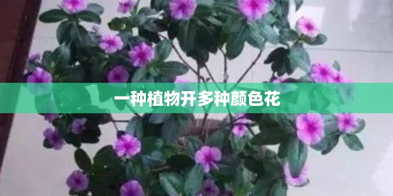 一种植物开多种颜色花