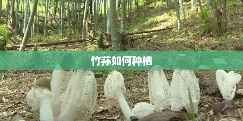 竹荪如何种植