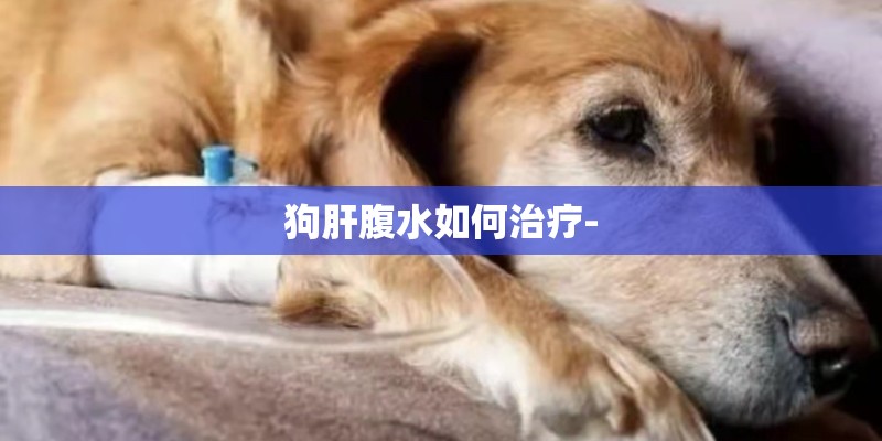 狗肝腹水如何治疗-