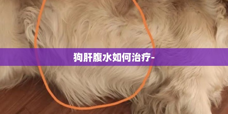 狗肝腹水如何治疗-