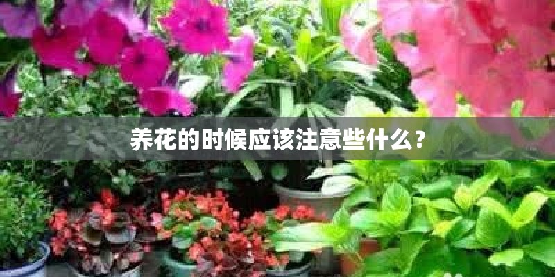 养花的时候应该注意些什么？