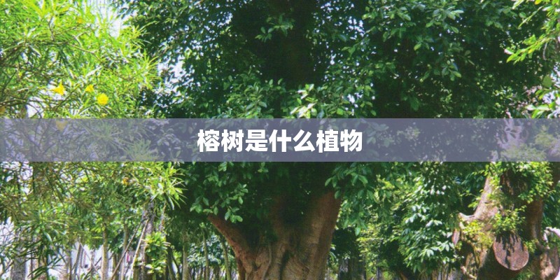 榕树是什么植物