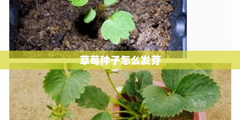 草莓种子怎么发芽
