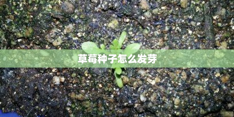 草莓种子怎么发芽