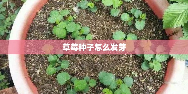草莓种子怎么发芽