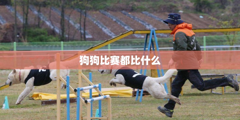 狗狗比赛都比什么