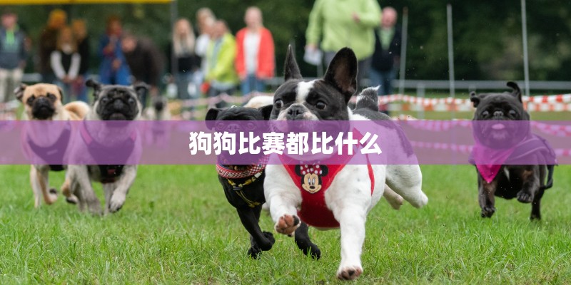 狗狗比赛都比什么