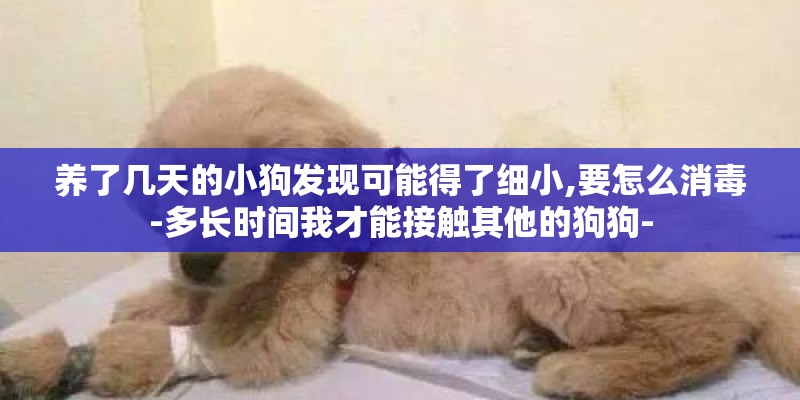 养了几天的小狗发现可能得了细小,要怎么消毒-多长时间我才能接触其他的狗狗- 养了几天的小狗发现可能得了细小,要怎么消毒-多长时间我才能接触其他的狗狗-