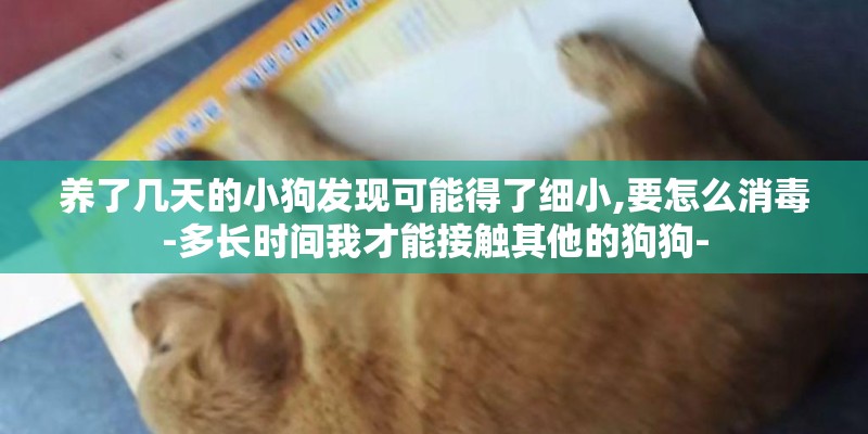 养了几天的小狗发现可能得了细小,要怎么消毒-多长时间我才能接触其他的狗狗- 养了几天的小狗发现可能得了细小,要怎么消毒-多长时间我才能接触其他的狗狗-