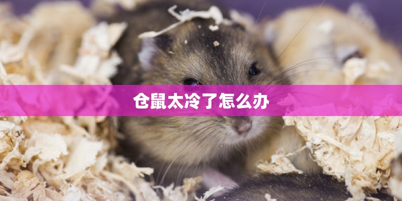 仓鼠太冷了怎么办