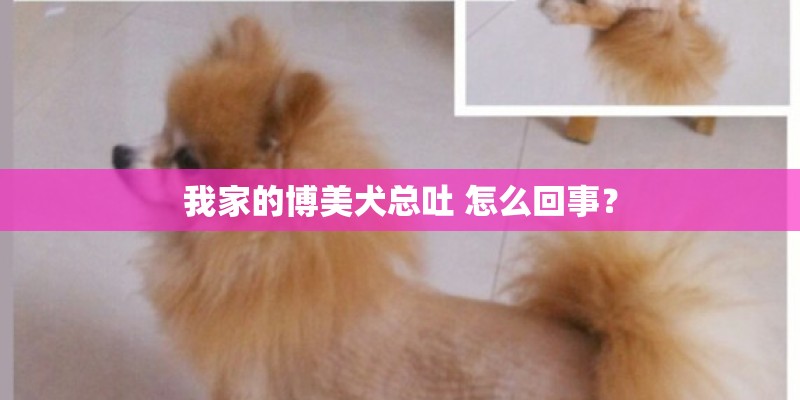 我家的博美犬总吐 怎么回事？