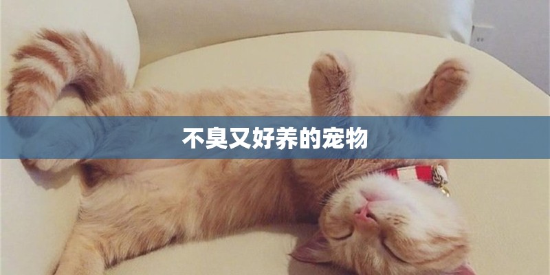 不臭又好养的宠物