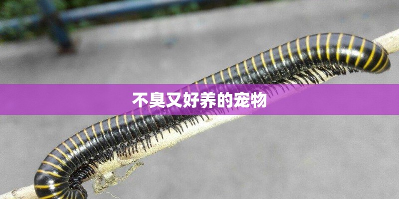 不臭又好养的宠物