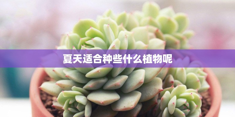 夏天适合种些什么植物呢