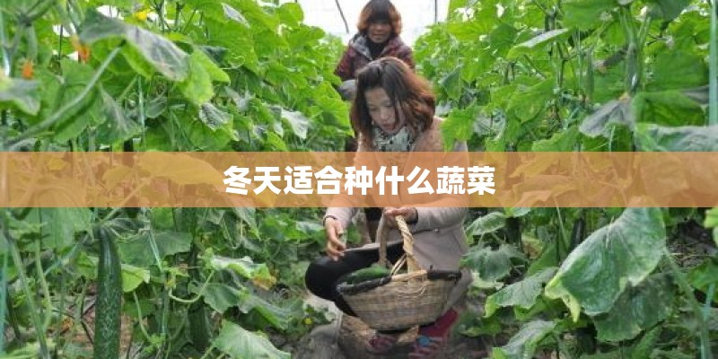 冬天适合种什么蔬菜