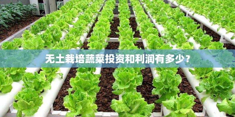 无土栽培蔬菜投资和利润有多少？