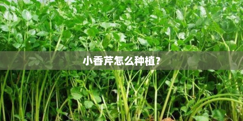 小香芹怎么种植？