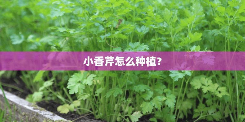 小香芹怎么种植？