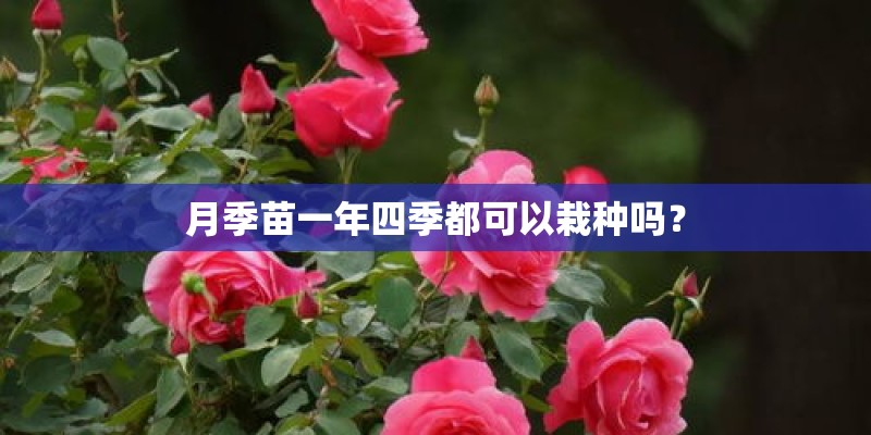 月季苗一年四季都可以栽种吗？