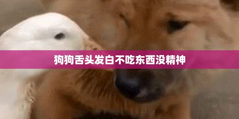 狗狗舌头发白不吃东西没精神